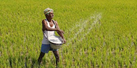 බන්ඩි පොහොර මිල හෙට සිට යළි පහළට