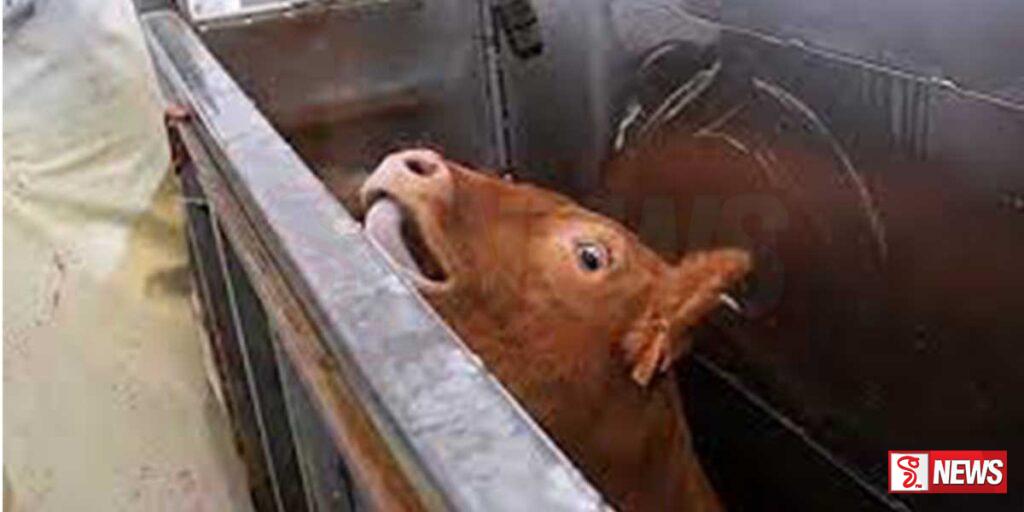 බදුල්ලේ පාසලක ගව ඝාතකාගාරයක්