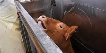 බදුල්ලේ පාසලක ගව ඝාතකාගාරයක්