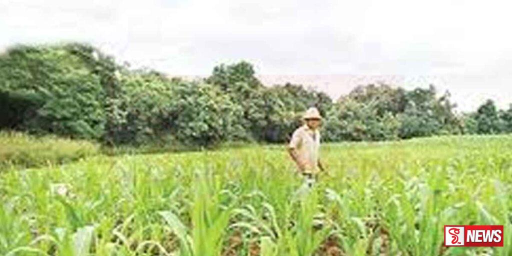 බඩඉරිඟු වගා කරන ගොවීන්ට අක්කරයක් සදහා රුපියල් 20 000 ක මුදලක්