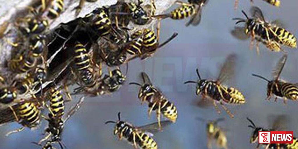 බඹරුන් දෂ්ට කිරීමෙන් පාසල් සිසුන් 50 ක් රෝහලේ