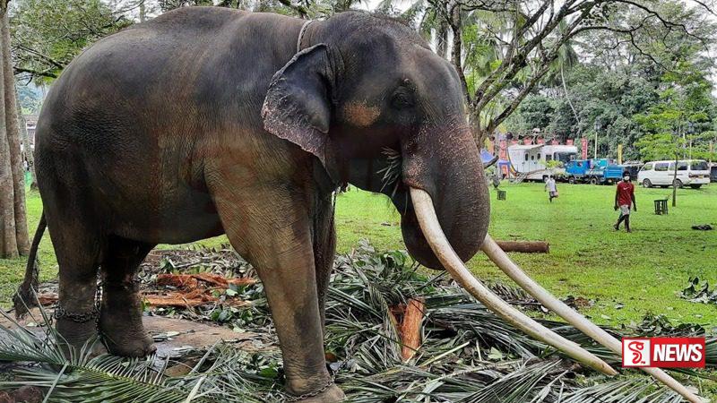 මුතු රාජා තායිලන්තයට ළගා වෙයි .