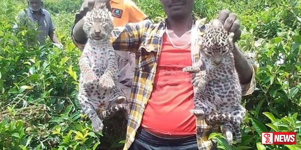 කොටි පැටවුන් දෙදෙනා රංදෙණිගලට භාරදෙයි