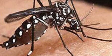 ඩෙංගු රෝගීන්ගේ සංඛ්යාව 55,000 ඉක්මවයි