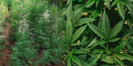 ත්රෛලෝකවිජය පත්ර පැල 8,800ක්