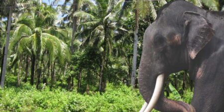 මුතු රාජා මව්රටට රැගෙනයාමට විශේෂ ගුවන් යානයක් කටුනායකට