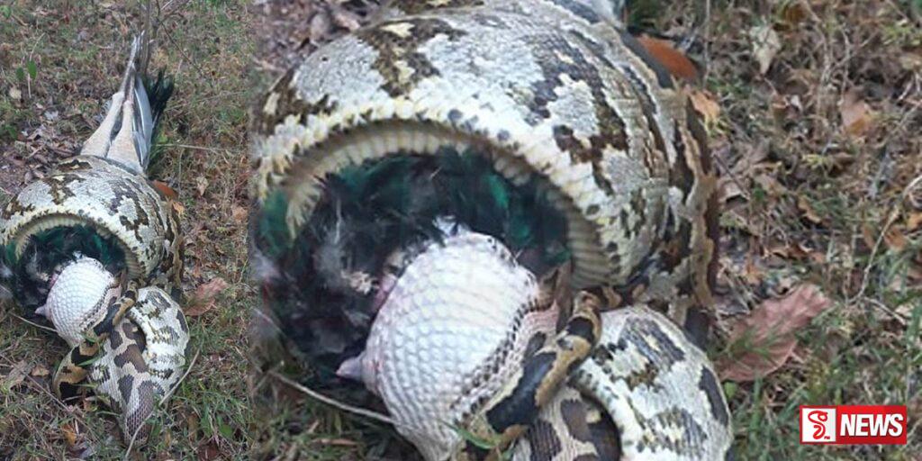 පිඹුරෙකුගේ ගොදුරකට හසුවූ මොනරෙකුගේ ඉරණම