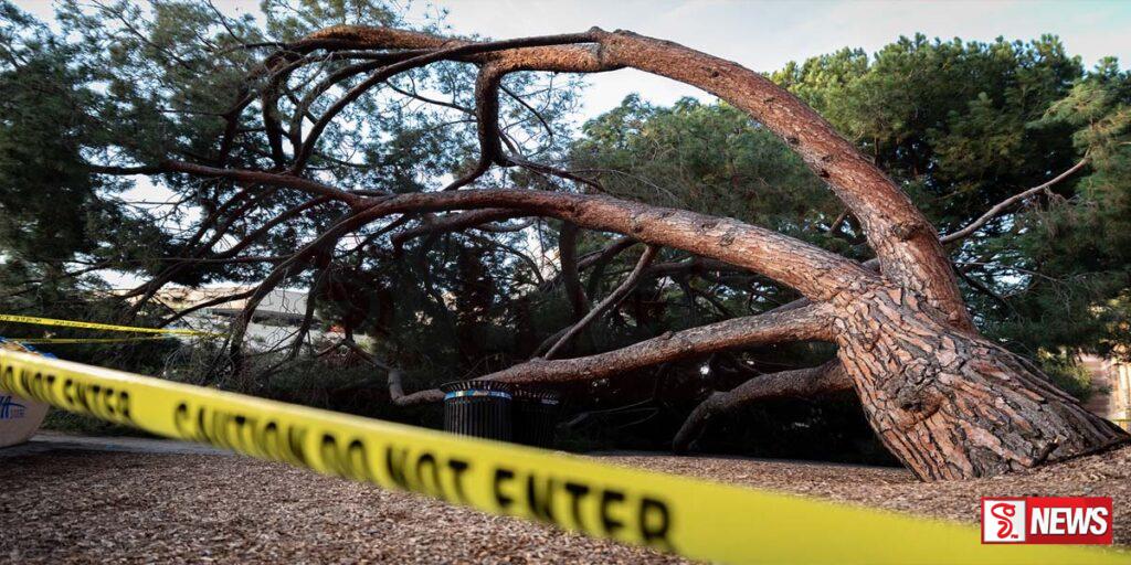 දිරච්චි ගහක් කරපු හදියක් (වීඩියෝ)