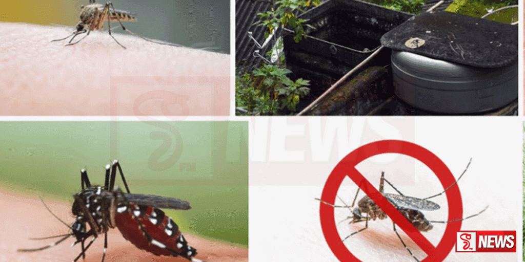 මේ වසරේ ඩෙංගු රෝගීන් වාර්තාගත ලෙස ඉහළට