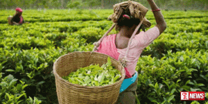 තේ මිල අනපේක්ෂිත ලෙස පහළට