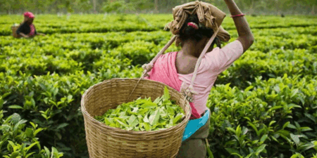 තේ මිල අනපේක්ෂිත ලෙස පහළට