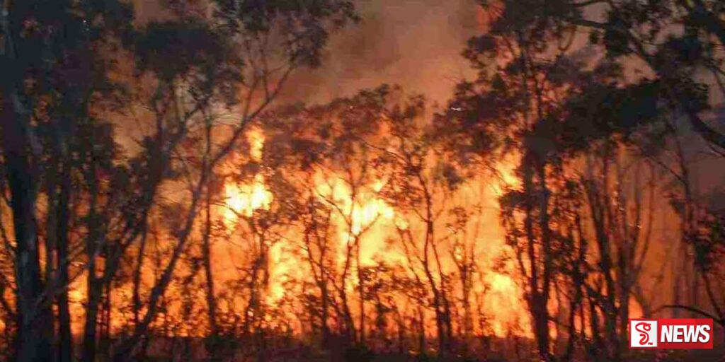 තම්බපන්නි වතු යායේ හදිසි ගින්නක්