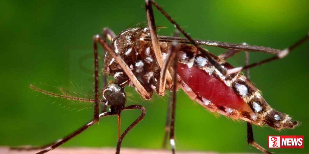 ගත වූ පැය 24 තුළ ඩෙංගු මරණ 2 ක්