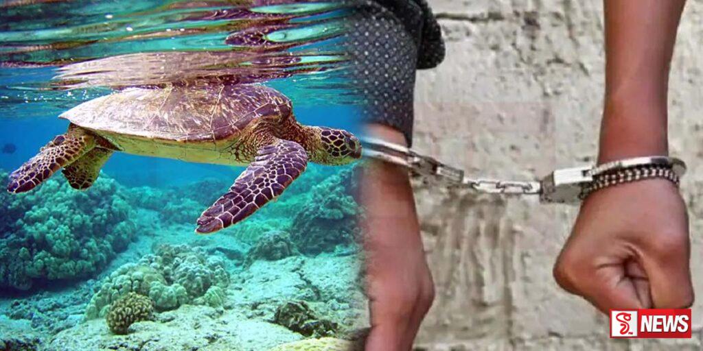 කැස්බෑවන් 4 ක් ප්රවාහණය කරමින් සිටි පුද්ගලයන් දෙදෙනෙක් අත්අඩංගුවට