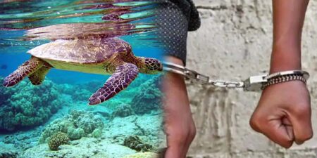 කැස්බෑවන් 4 ක් ප්රවාහණය කරමින් සිටි පුද්ගලයන් දෙදෙනෙක් අත්අඩංගුවට