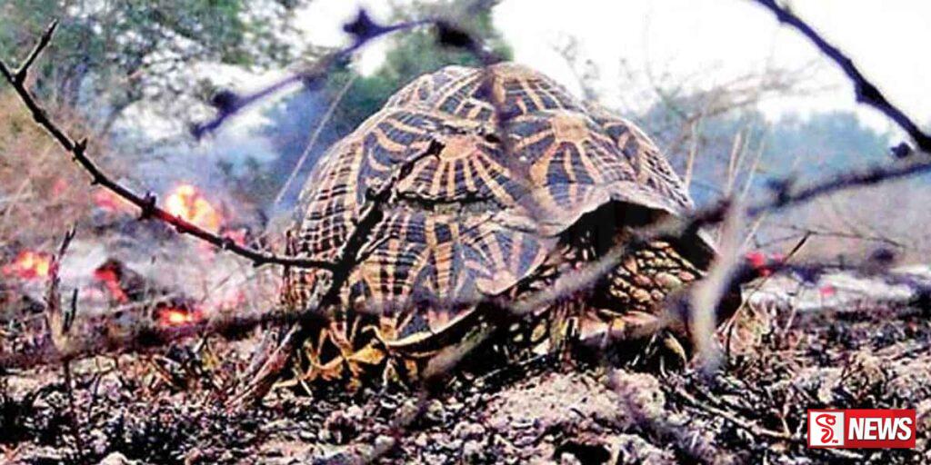 තබ්බෝව රක්ෂිතයේ ගින්නක්