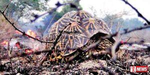 තබ්බෝව රක්ෂිතයේ ගින්නක්