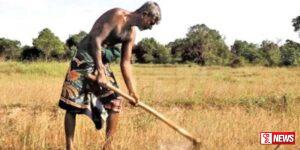 වියළි කාලගුණයෙන් වගා හානි වූ ගොවීන්ට වන්දි ලබා දෙයි