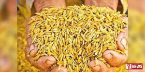 වී අලෙවි මණ්ඩලයේ වී තොග ඇත්තේ මසකටත් වඩා අඩු කාලයක්