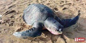 කැස්බෑවන් මිය යාමට හේතුව හෙළි වෙයි