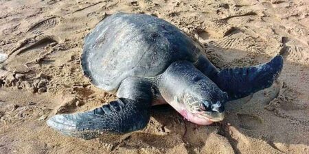 කැස්බෑවන් මිය යාමට හේතුව හෙළි වෙයි