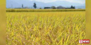 උඩවලව ජලාශය යටතේ වගා කළ ගොවි බිම් සඳහා ජල සැපයුම අවසන්