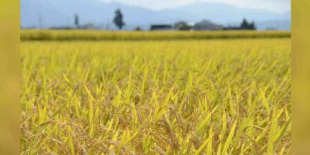 උඩවලව ජලාශය යටතේ වගා කළ ගොවි බිම් සඳහා ජල සැපයුම අවසන්