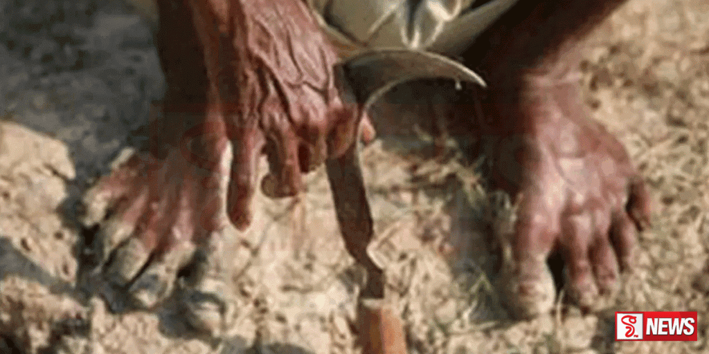 වියළි කාලගුණය හේතුවෙන් වගා හානි