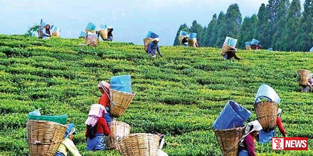 විශ්රාමික වැවිලිකරුවන්ගේ සංගමය ජනාධිපතිවරයාගෙන් ඉල්ලීමක්