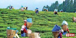 විශ්රාමික වැවිලිකරුවන්ගේ සංගමය ජනාධිපතිවරයාගෙන් ඉල්ලීමක්