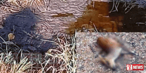 ජලය පානය කරන්න එන සතුන් ඝාතනය කර අලෙවි කිරීම ඉහලට