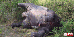 මියගිය ඇතින්නකගේ මළ සිරුරක් හමුවේ