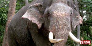 අලි ඇතුන් අතරත් බරවා