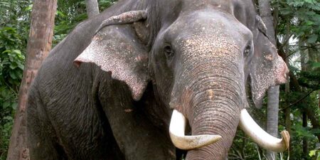 අලි ඇතුන් අතරත් බරවා