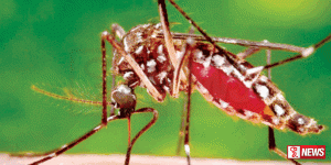 උතුරු පළාත තුළ ඩෙංගු මර්දන සතියක්