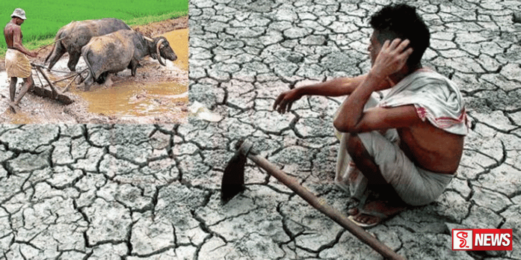 වියළි කාලගුණය හේතුවෙන් කුඹුරු රැසක් විනාශ වේ