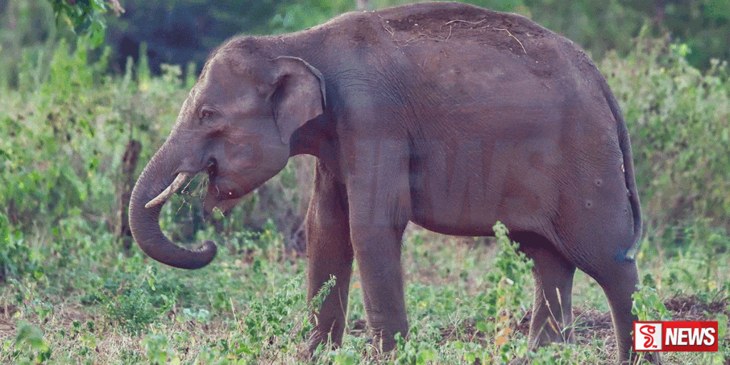අග්බෝ ඇතාට සෙත් පතා සෙත් පිරිත් සජ්ඣායනයක්