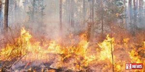 අක්කර 10ක් දවා අළු කළ සත්ව ගොවිපොළේ ගින්න (වීඩියෝ)