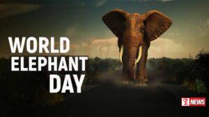 ජාත්යන්තර අලි ඇතුන්ගේ දිනය අද සමරයි