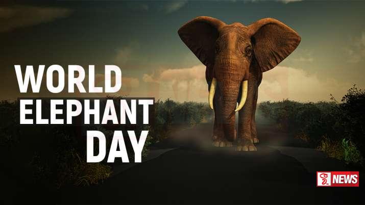 ජාත්යන්තර අලි ඇතුන්ගේ දිනය අද සමරයි