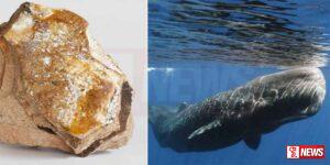 තල්මසුන්ගේ ඇම්බර් ලග තබාගත් පුද්ගලයන් 3ක් අත්අඩංගුවට