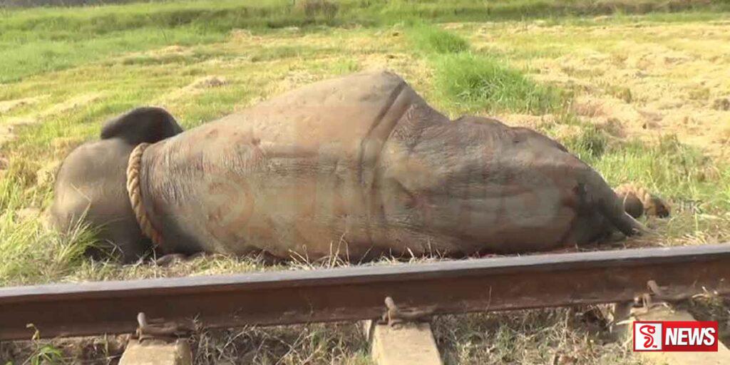 කොළඹ සිට මඩකලපුව බලා ධාවනය වූ පුලතිසි දුම්රියේ අලියෙක් ගැටී මරුට