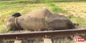 කොළඹ සිට මඩකලපුව බලා ධාවනය වූ පුලතිසි දුම්රියේ අලියෙක් ගැටී මරුට