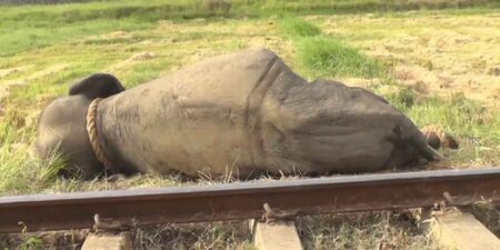 කොළඹ සිට මඩකලපුව බලා ධාවනය වූ පුලතිසි දුම්රියේ අලියෙක් ගැටී මරුට