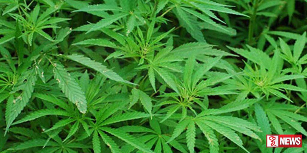 කංසා වගාවට අවසරය හිමිවන ගැසට් නිවේදනය ලබන සතියේ