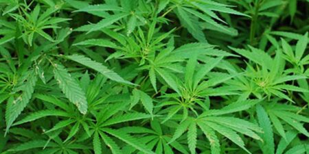 කංසා වගාවට අවසරය හිමිවන ගැසට් නිවේදනය ලබන සතියේ