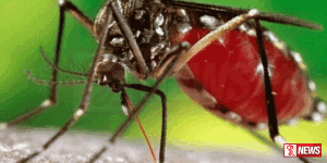 දිවයින පුරා ඩෙංගු