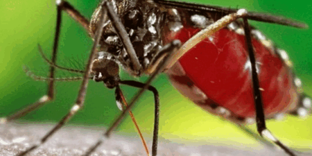 දිවයින පුරා ඩෙංගු