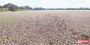 නියගය හේතුවෙන් කුරුණෑගල දිස්ත්රික්කයට දැඩි බලපෑම්