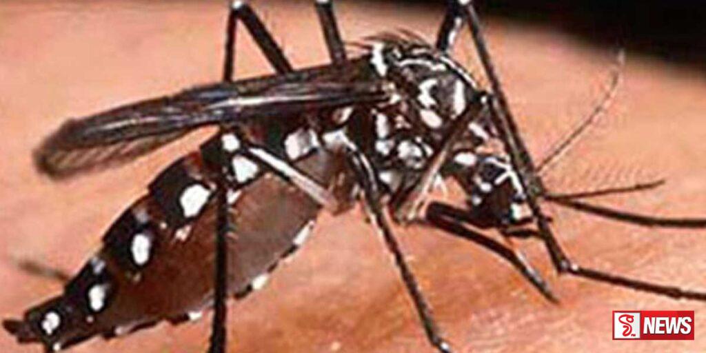 ගත වූ මාස කිහිපය තුළදී ඩෙංගු රෝගීන් 63,500 ක්